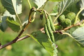 Attēlu rezultāti vaicājumam “Alnus glutinosa fruit”