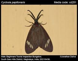 Attēlu rezultāti vaicājumam “Zygaenidae”