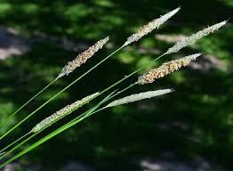 Attēlu rezultāti vaicājumam “Alopecurus pratensis flower”