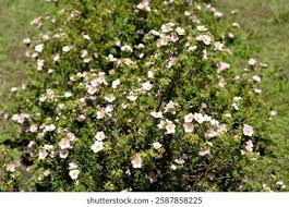 Attēlu rezultāti vaicājumam “Pentaphylloides fruticosa leaf”