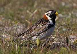 Image result for Calcarius lapponicus