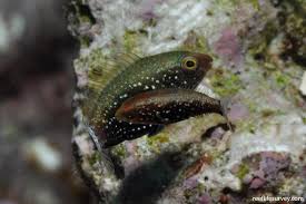 Image result for Scarus niger