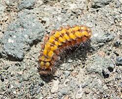 Attēlu rezultāti vaicājumam “Adscita statices”