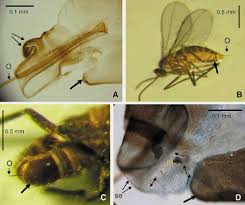 Attēlu rezultāti vaicājumam “Geocrypta galii larva”