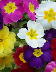 Attēlu rezultāti vaicājumam “Primula”