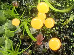 Attēlu rezultāti vaicājumam “Trichia crateriformis spores”