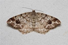 Attēlu rezultāti vaicājumam “Macaria signaria”