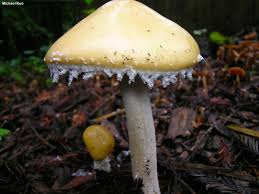 Attēlu rezultāti vaicājumam “Trichia ambigua spores”