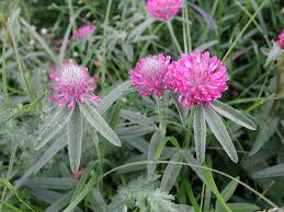 Attēlu rezultāti vaicājumam “Trifolium alpestre”