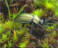 Attēlu rezultāti vaicājumam “Carabus arcensis”