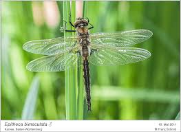 Attēlu rezultāti vaicājumam “Epitheca bimaculata”