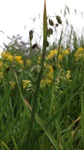 Attēlu rezultāti vaicājumam “Briza media fruit”