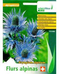 Image result for Blaudistel