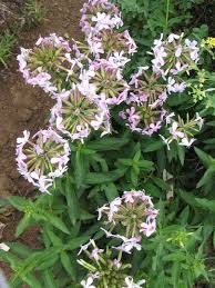 Attēlu rezultāti vaicājumam “Saponaria officinalis flower”