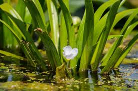 Attēlu rezultāti vaicājumam “Stratiotes aloides flower”