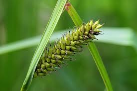 Attēlu rezultāti vaicājumam “Carex riparia”