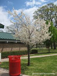 Attēlu rezultāti vaicājumam “Prunus (plum-tree)”