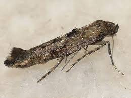 Attēlu rezultāti vaicājumam “Epermeniidae”