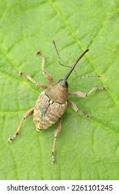 Attēlu rezultāti vaicājumam “Hoplia graminicola”