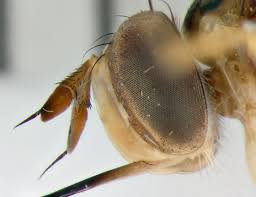 Attēlu rezultāti vaicājumam “Conopidae”