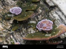 Attēlu rezultāti vaicājumam “Trichaptum biforme”