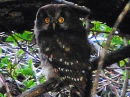 Attēlu rezultāti vaicājumam “Aegolius funereus adult”