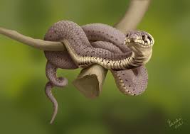 Attēlu rezultāti vaicājumam “Natrix natrix”