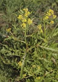 Attēlu rezultāti vaicājumam “Rorippa palustris”