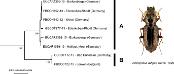 Attēlu rezultāti vaicājumam “Notiophilus germinyi”