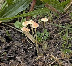 Attēlu rezultāti vaicājumam “Mycena acicula”