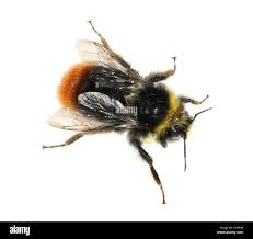 Attēlu rezultāti vaicājumam “Bombus lapidarius”