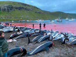 Image result for japan dolphin slaughter