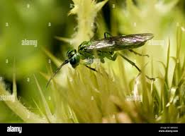 Attēlu rezultāti vaicājumam “Tenthredo mandibularis”