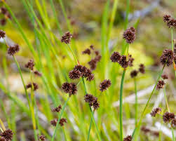 Attēlu rezultāti vaicājumam “Juncus gerardii leaf”