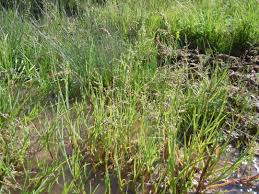 Image result for rosa aquatica