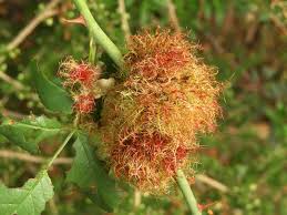 Attēlu rezultāti vaicājumam “Diplolepis rosae”