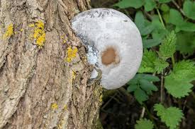 Attēlu rezultāti vaicājumam “Phellinus igniarius”