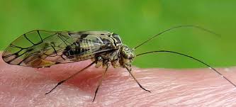 Attēlu rezultāti vaicājumam “Psococerastis gibbosa”