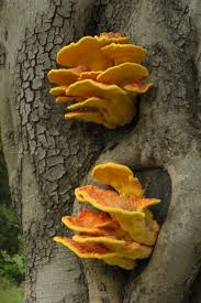 Attēlu rezultāti vaicājumam “Laetiporus sulphureus”