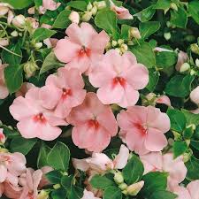 Image result for Impatiens walleriana