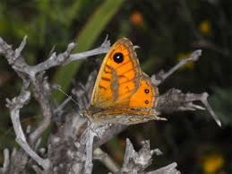 Attēlu rezultāti vaicājumam “Lasiommata megera male”