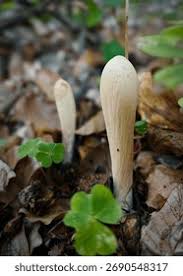 Attēlu rezultāti vaicājumam “Clavariadelphus pistillaris”