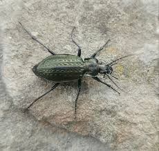 Attēlu rezultāti vaicājumam “Carabus granulatus”