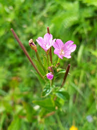 Attēlu rezultāti vaicājumam “Epilobium montanum”