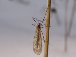 Attēlu rezultāti vaicājumam “Trichocera”