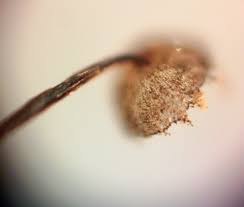 Attēlu rezultāti vaicājumam “Craterium aureonucleatum young”