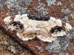 Attēlu rezultāti vaicājumam “Ligdia adustata”