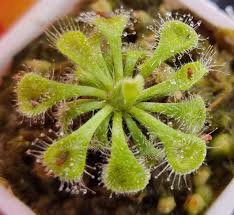 Attēlu rezultāti vaicājumam “Drosera rotundifolia fruit”