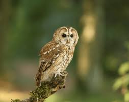 Attēlu rezultāti vaicājumam “Strix aluco female”