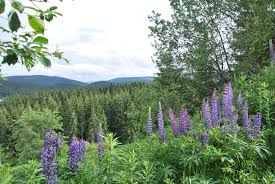 Image result for Lupinen